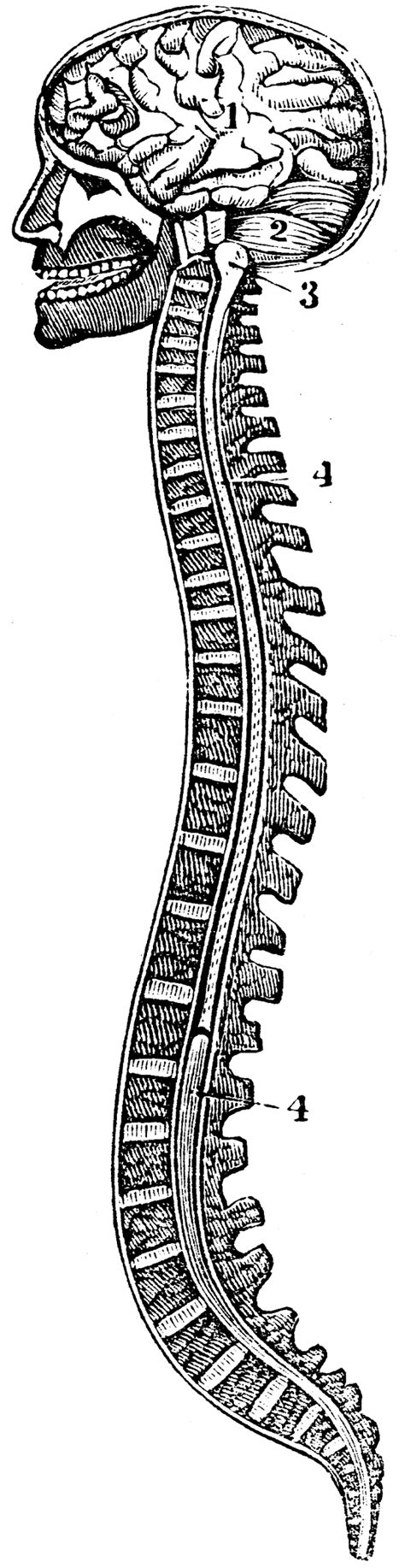 The Spinal Column And Brain Clipart Etc