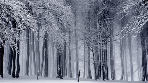 Wallpaper Trees Landscape Forest Nature Snow Branch Ice Mist