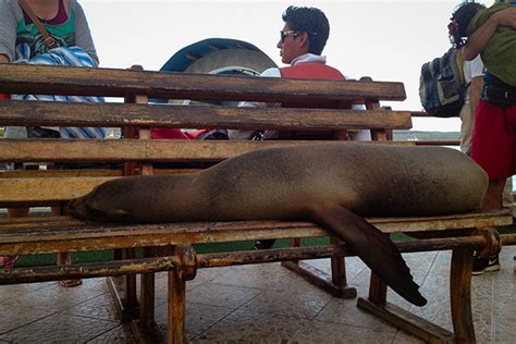 Cruceros a las Islas Galápagos desde Alemania GalapagosInformation