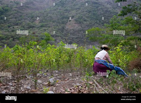 Plantaci N Org Nica De Plantas De Coca En La Selva Peruana Agricultor