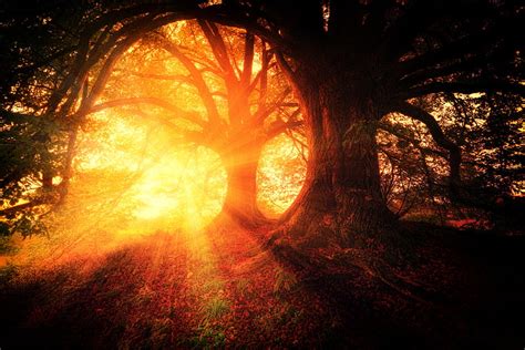 1920x1080px 1080p Free Download Yellow Light Between Big Trees Sunbeam Nature Trees