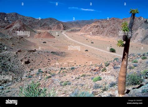 Pachypodium Namaquanum Halfmens In The Richtersveld Stock Photo Alamy