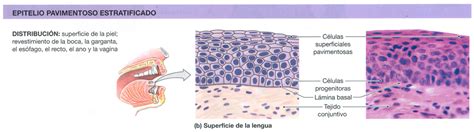 5 Leyes Biologicas Nueva Medicina Germanica Hamer Ectodermo 1