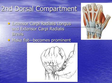 Ppt Clinical Examination Of The Hand And Wrist Powerpoint