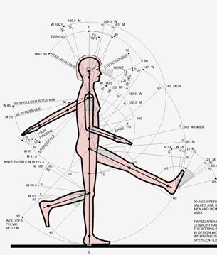 Ergonomia Antropometria Dinamica