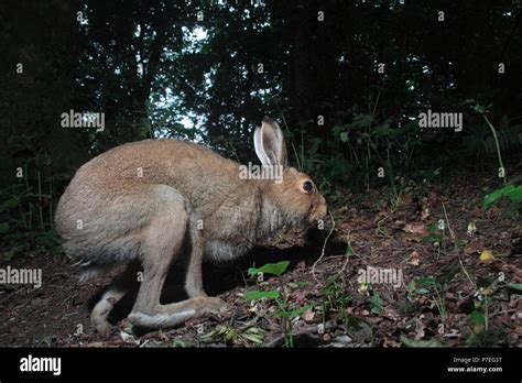 Irish Hare Stock Photo - Alamy