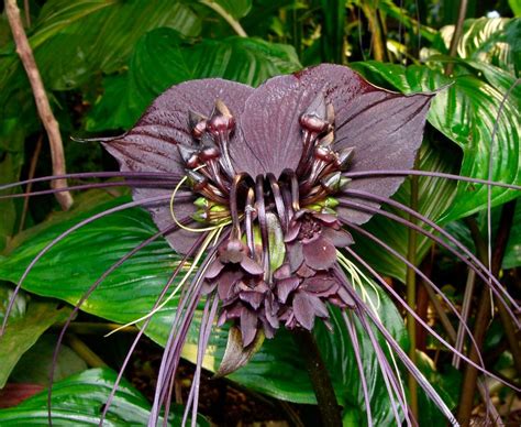 Las Cinco Flores Más Exóticas Y Las Cinco Más Bellas Que Nos Regala La Naturaleza Flores