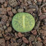 Lithops Optica Rubra Living Stones Plants Sunnyplants