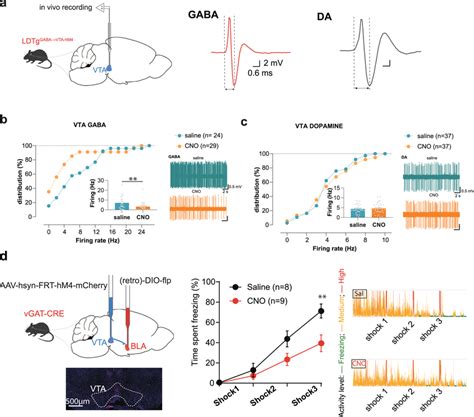 The LDTg Is An Upstream Regulator Of The VTABLA Pathway Which