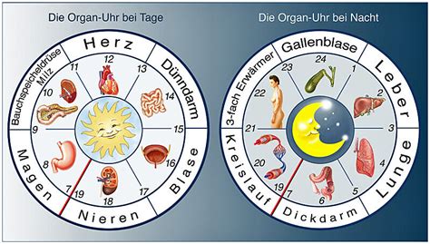 Ern Hrung Nach Der Traditionellen Chinesischen Medizin Tcm