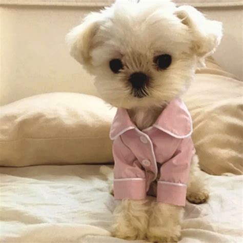 Pijama De Invierno Para Perro Mono A La Moda Ropa Francesa Para