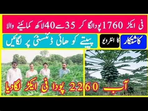 Papaya Jadeed Farming Techniques In Pakistan Punjab And India High