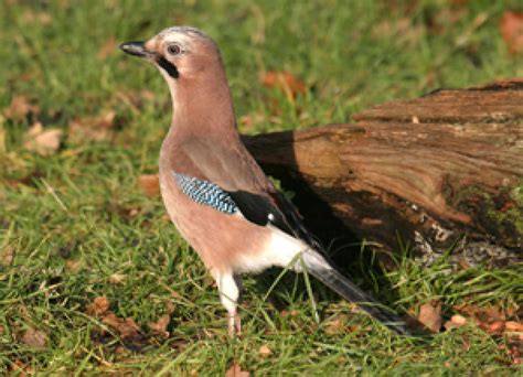 Jay Bto British Trust For Ornithology