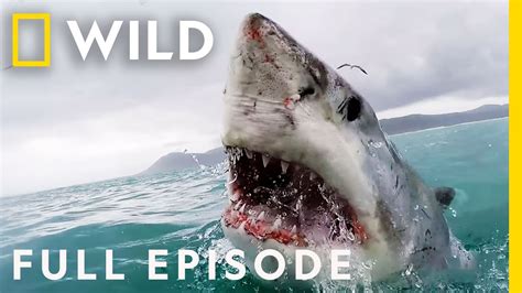 Shark Attack: California Coast Carnage (Full Episode) | When Sharks ...