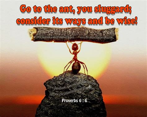 Proverbs 6 6 How To Be Wise Learn From Ant