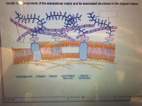 Solved dentify th omponents of the extracellular matrix and | Chegg.com