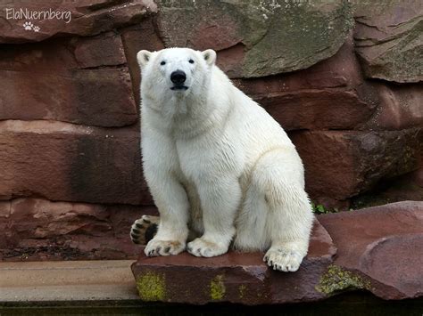 Vera Charlotte Eisb Ren Tiergarten N Rnberg Da Schau Ela