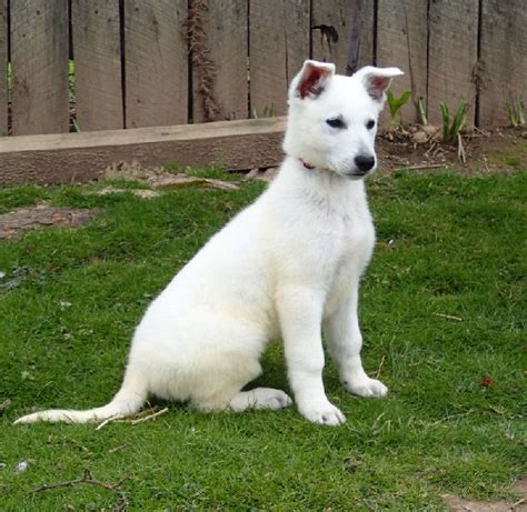 White German Shepherd Wolf Hybrid