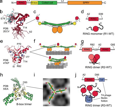 Recombinant Ring Constructs Mimic Distinct Relative Ring Arrangements