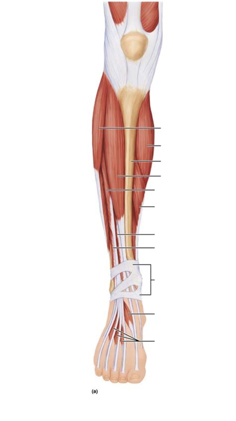 Anatomy Lab Muscles Of The Anterior Compartment Of The Leg Labeling