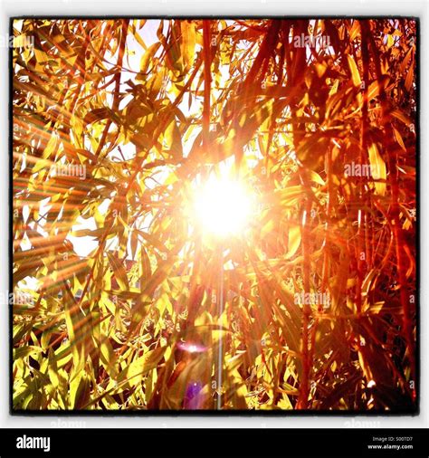 Sun Shining Through A Willow Tree Stock Photo Alamy