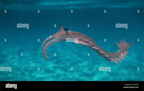 Cambrian Period Anomalocaris Hi Res Stock Photography And Images Alamy