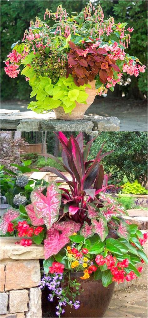 Container Plant Ideas For Partial Sun At Richard McDade Blog