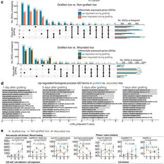 Overview Of Changes In Transcript Abundance During The Development Of