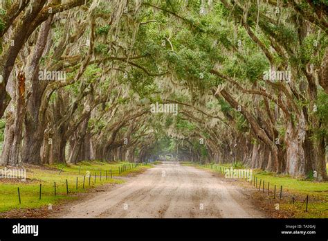 Live Oak Trees With Spanish Moss Line A Road In Savannah Georgia Stock