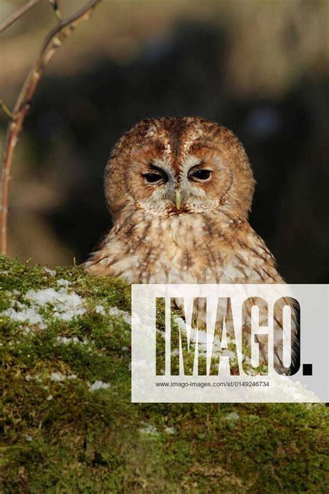 Tawny Owl Strix Aluco Adult Perched On Snow Covered Mossy Tree Trunk