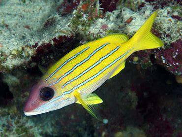 Bluestripe Snapper - Lutjanus kasmira - Snappers - - Tropical Reefs