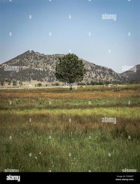 Lone Tree In A Field Stock Photo - Alamy
