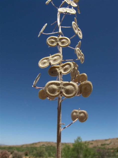 Spectaclepod Plants Of The Middle Rio Grande Bosque · Inaturalist