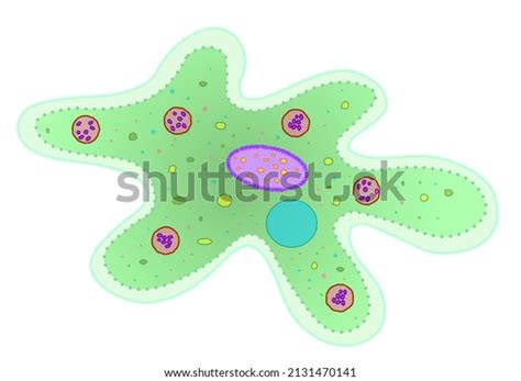 Amoeba Structure Green Transparent Anatomy Blank Stock Vector Royalty