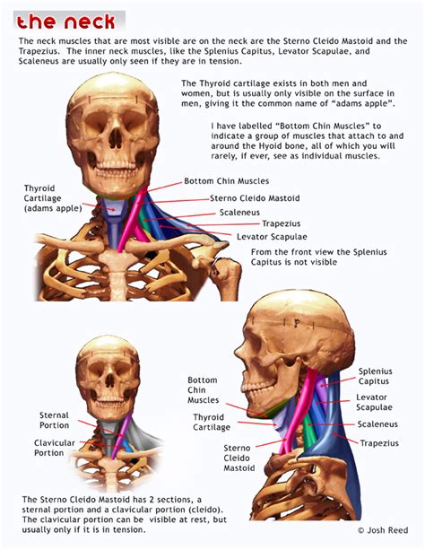 Human Neck Anatomy Diagram