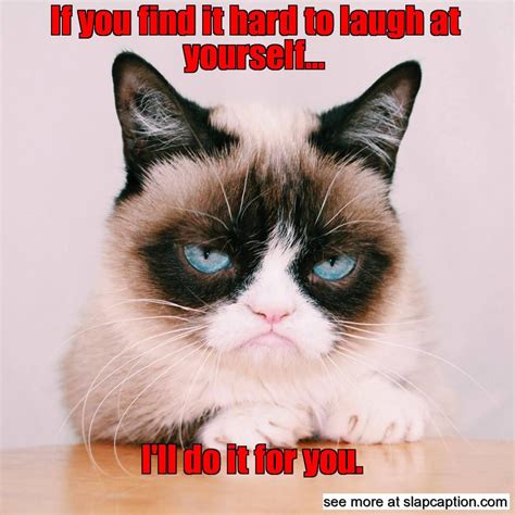 Grumpy Musings Grumpy Cat Funny Grumpy Cat Memes Grumpy Cat Meme