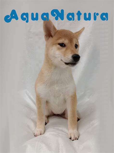 Shiba Inu Hembra De Mayka Y Silvio Vendido Aquanatura