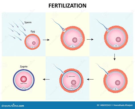 Human Fertilization Process Of Sperm And Egg Cell Diagram Vector