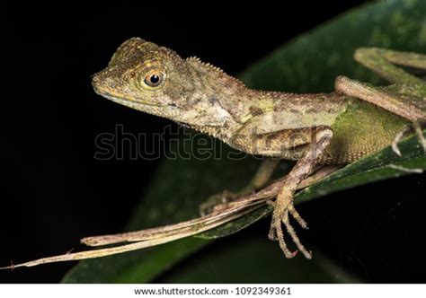 Earless Agamid Lizard Aphaniotis Fusca Stock Photo 1092349361