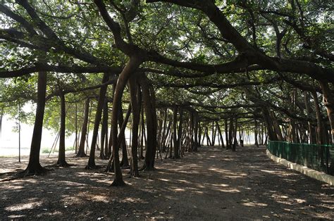 The Great Banyan Tree of India