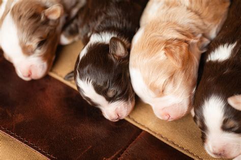 Cream Red White Apricot Bernedoodles Unraveling The Genetics Behind Their Coat Colors