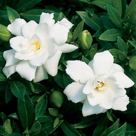 ផ្កានិរតី🇰🇭 Gardenia Gardenia Plant Beautiful Flowers