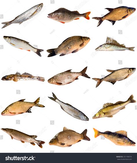 Collection Of Fresh Water Fish Living In Dnipro River Isolated On White Background Stock Photo ...