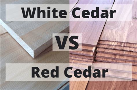 White Cedar Vs Red Cedar 6 Differences You Need To Know