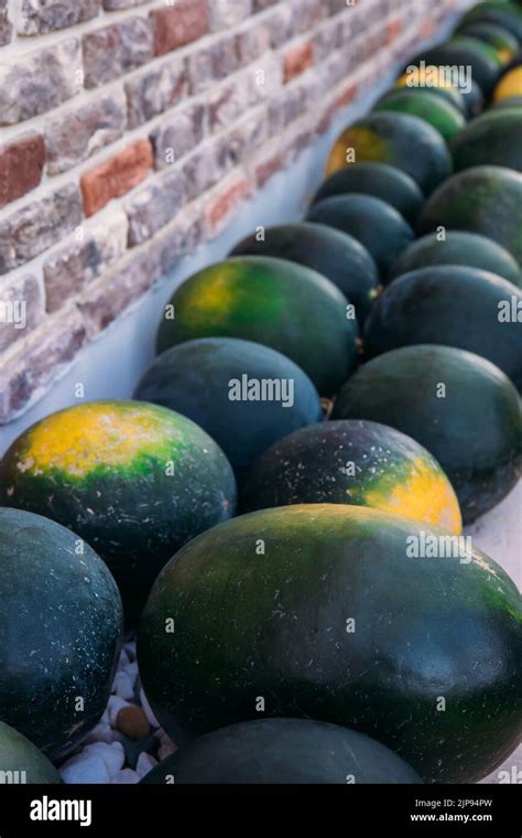 Group Of Ripe And Sweet Watermelons In The Greenhouse Watermelon Harvesting In The Field Or