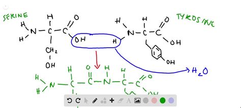 Solved Draw The Reaction By Which Serine And Tyrosine Form A Peptide