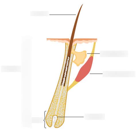 Anatomy - Hair Diagram | Quizlet