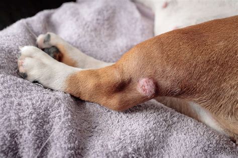 Top Tips On How To Spot If Your Dog Develops Skin Condition