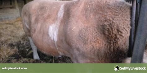 1 Simmental Breeding Bull | SellMyLivestock - The Online Livestock ...