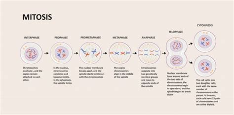 Prophase Steps